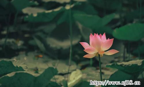 微信符號大全花樣符號
