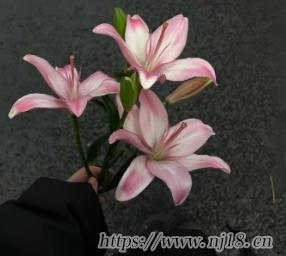2024心涼心累的昵稱紮心 迷茫心累的網名